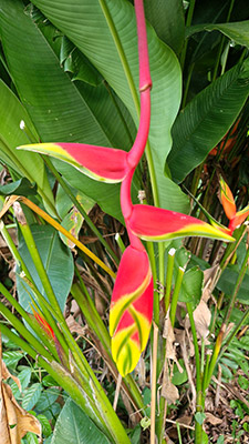 La Fortuna Parque Arenal Oasis