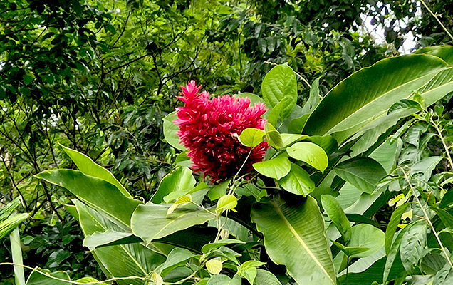sonafluca_6